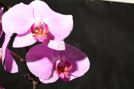 Téléchargez les photos : Belles fleurs d'orchidée sur fond sombre. concept de printemps. - en image libre de droit
