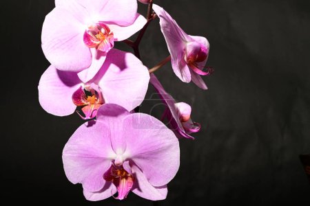 Téléchargez les photos : Belles fleurs d'orchidée sur fond sombre. concept de printemps. - en image libre de droit