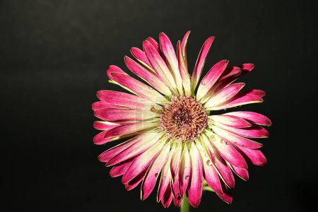 Téléchargez les photos : Belle fleur de printemps sur fond sombre. concept de printemps. - en image libre de droit