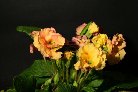 Téléchargez les photos : Belles fleurs printanières sur fond sombre. concept de printemps. - en image libre de droit