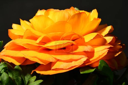 Téléchargez les photos : Belle fleur sur fond sombre. concept de printemps. - en image libre de droit