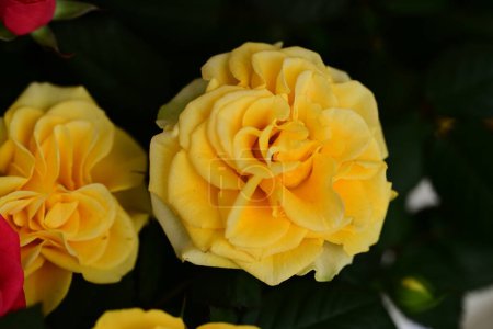 Photo for Close up of beautiful bright roses  flowers, flora - Royalty Free Image