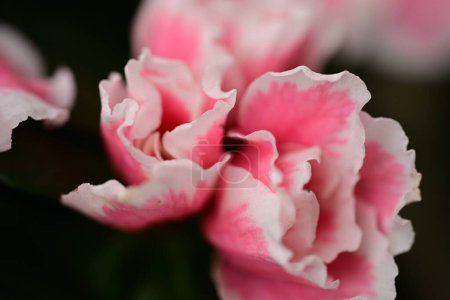 Téléchargez les photos : Belles fleurs blanches et roses dans un jardin - en image libre de droit