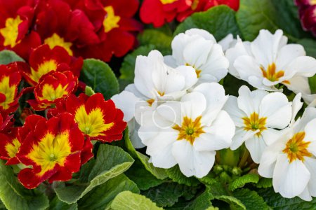 Foto de Primer plano de hermosas flores brillantes, flora - Imagen libre de derechos
