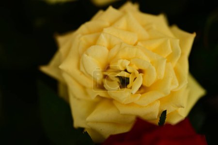 Foto de Hermosa flor de rosa amarilla en la oscuridad - Imagen libre de derechos