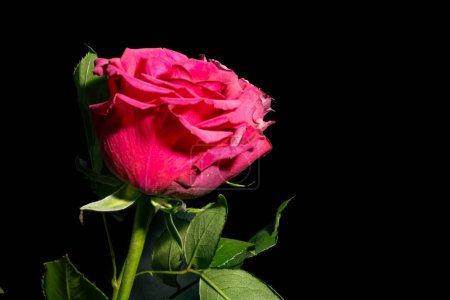 Téléchargez les photos : Belle fleur rose rose dans l'obscurité - en image libre de droit