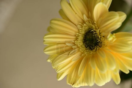 Foto de Primer plano de hermosa flor brillante, flora - Imagen libre de derechos