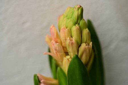 Foto de Primer plano de hermosa flor brillante, flora - Imagen libre de derechos