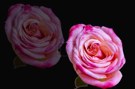 Téléchargez les photos : Gros plan de belles fleurs de roses lumineuses, flore - en image libre de droit
