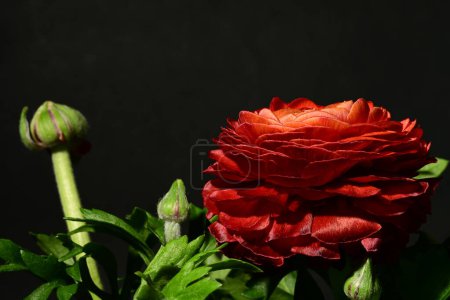 Foto de Hermosa flor de rosa roja en la oscuridad - Imagen libre de derechos