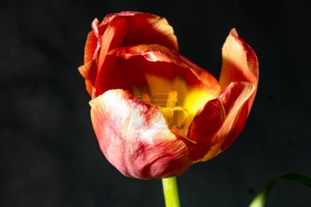 Foto de Primer plano de hermosa flor de tulipán brillante, flora - Imagen libre de derechos