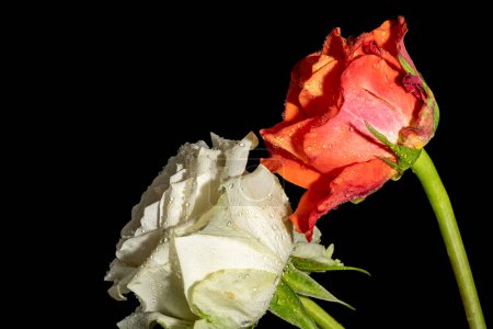 Téléchargez les photos : Gros plan de belles fleurs de roses lumineuses, flore - en image libre de droit