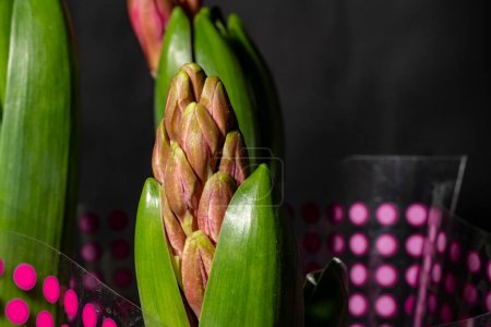 Photo for Tulips in a black pot - Royalty Free Image