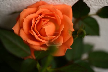 Foto de Primer plano de hermosa flor de rosa brillante, flora - Imagen libre de derechos