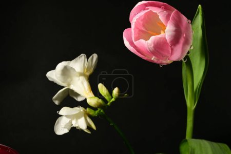 Foto de Hermoso tulipán y flores blancas sobre fondo negro - Imagen libre de derechos