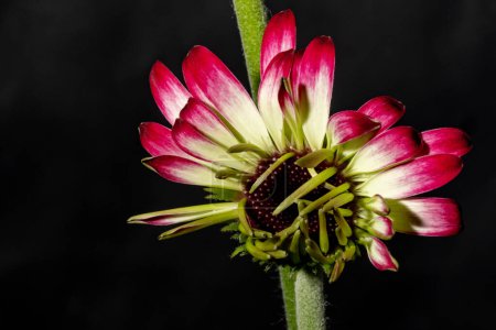 Téléchargez les photos : Gerbera fleur isolée sur fond noir - en image libre de droit