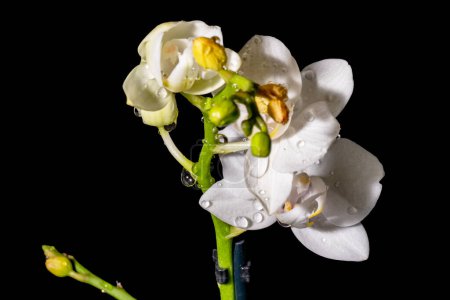 Foto de Flores blancas sobre fondo negro - Imagen libre de derechos