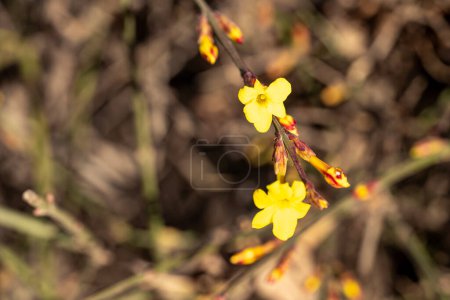 Téléchargez les photos : Fleurs jaunes fleuries, vue rapprochée - en image libre de droit