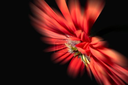 Photo for Close up of beautiful bright  blurred flower, floral background - Royalty Free Image
