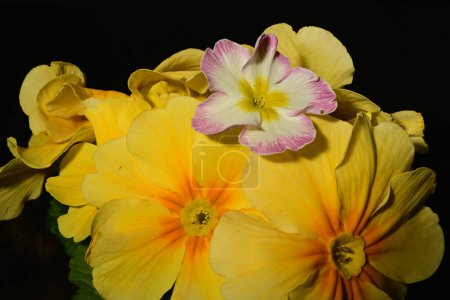 Foto de Primer plano de hermosas flores de primula sobre fondo oscuro - Imagen libre de derechos