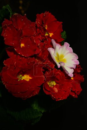 Photo for Close up of beautiful primula flowers on dark background - Royalty Free Image