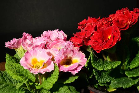 Téléchargez les photos : Belles fleurs primula printemps, vue rapprochée - en image libre de droit