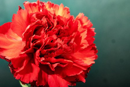 Foto de Hermosa flor de clavel rojo, vista de cerca - Imagen libre de derechos