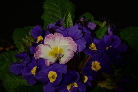 Téléchargez les photos : Gros plan de belles fleurs de primula sur fond sombre - en image libre de droit