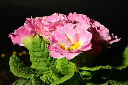 Foto de Hermosas flores de primula de primavera, vista cercana - Imagen libre de derechos
