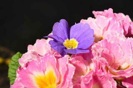 Photo for Close up of beautiful primula flowers on dark background - Royalty Free Image