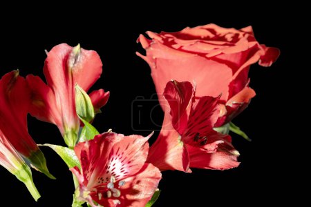 Téléchargez les photos : Fleurs rouges isolées sur fond noir - en image libre de droit