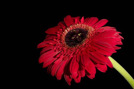 Téléchargez les photos : Gerbera brillant fleur sur fond sombre - en image libre de droit