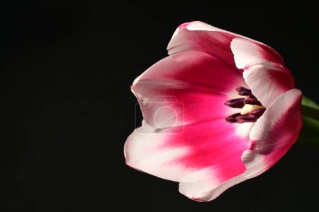 Foto de Tulipán rosa sobre fondo negro - Imagen libre de derechos