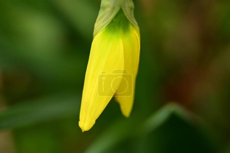Foto de Primer plano de hermosa flor de narciso en el jardín - Imagen libre de derechos
