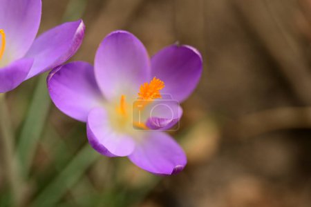 Foto de Primer plano de hermosas flores de azafrán en el jardín - Imagen libre de derechos