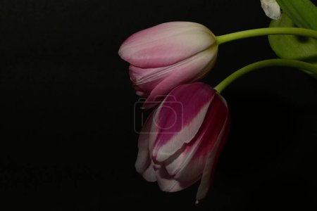 Foto de Primer plano de hermosos tulipanes brillantes sobre fondo oscuro - Imagen libre de derechos