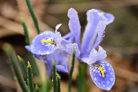 Foto de Primer plano de hermosa flor de iris en el jardín - Imagen libre de derechos