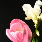 beautiful white flowers with tulip on the dark background