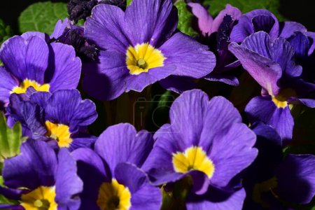 Foto de Vista de cerca de hermosas flores púrpuras - Imagen libre de derechos