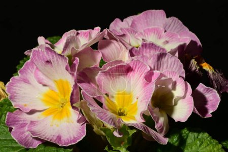 Photo for Closeup shot of a beautiful white and pink flowers on dark background - Royalty Free Image