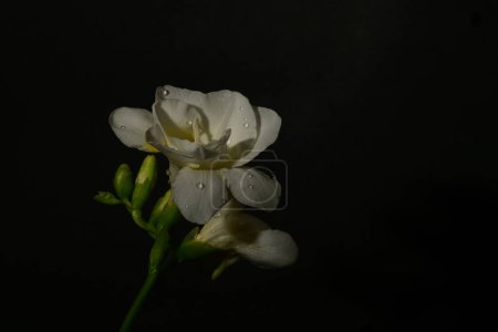 Foto de Hermosas flores blancas sobre un fondo negro - Imagen libre de derechos