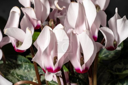 Photo for Closeup shot of a beautiful white and pink flowers on dark background - Royalty Free Image