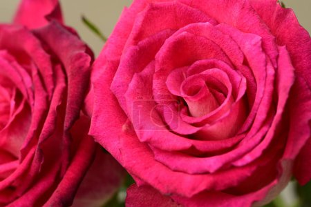 Téléchargez les photos : Belles roses lumineuses fleurs, gros plan - en image libre de droit