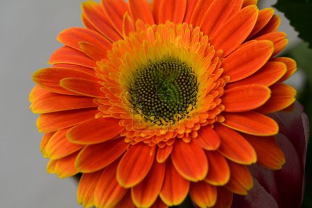 Téléchargez les photos : Belle fleur de gerbera lumineuse, gros plan - en image libre de droit