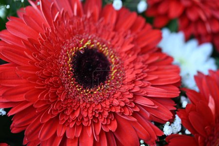 Foto de Hermosa flor de gerberas brillantes, de cerca - Imagen libre de derechos