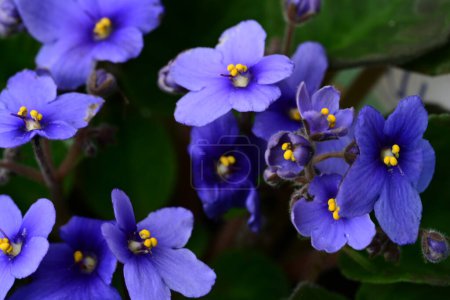 Foto de Hermosas flores púrpuras en el jardín, vista de cerca - Imagen libre de derechos