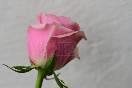 Téléchargez les photos : Belle fleur rose rose sur fond blanc - en image libre de droit