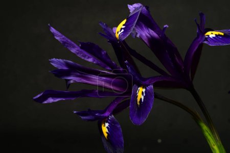 Foto de Flores de iris púrpura, vista de cerca - Imagen libre de derechos