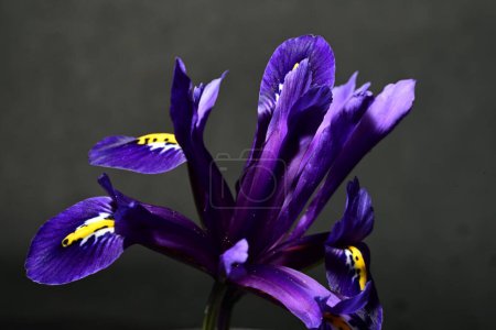 Photo for Purple iris flowers, close up view - Royalty Free Image