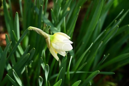 Téléchargez les photos : Gros plan de belle fleur de jonquille dans le jardin - en image libre de droit